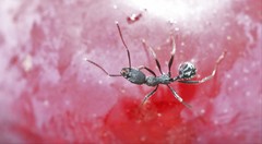 Aphaenogaster senilis