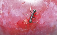 Aphaenogaster senilis