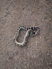 Crotalus oreganus oreganus