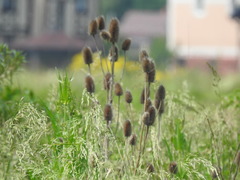 Dipsacus fullonum