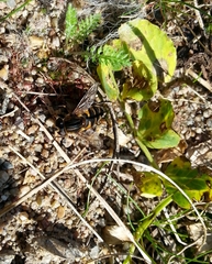 Helophilus groenlandicus