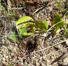 Helophilus groenlandicus