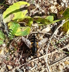 Helophilus groenlandicus