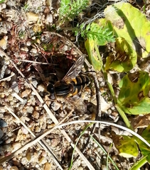 Helophilus groenlandicus