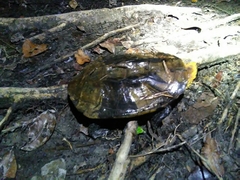 Platemys platycephala