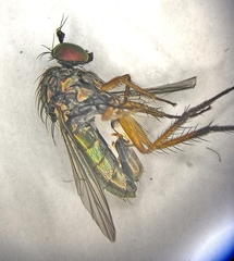 Dolichopus ungulatus