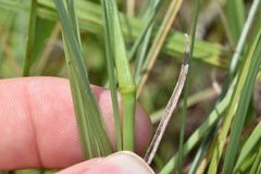 Eragrostis plana