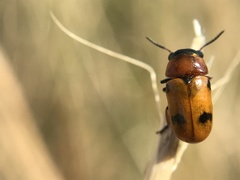 Coptocephala scopolina