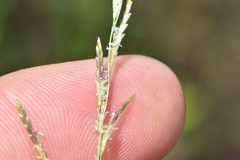 Eragrostis plana