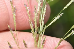 Eragrostis plana