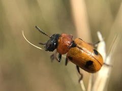 Coptocephala scopolina