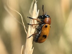 Coptocephala scopolina