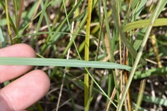 Eragrostis plana