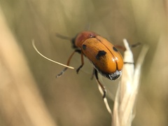 Coptocephala scopolina