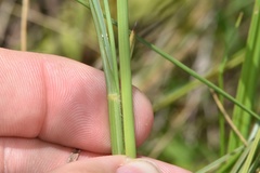Eragrostis plana