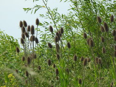 Dipsacus fullonum
