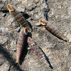 Laciniaria plicata
