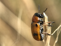 Coptocephala scopolina