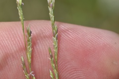 Eragrostis plana