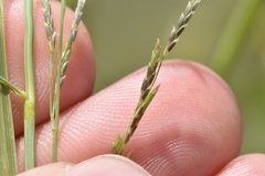 Eragrostis plana