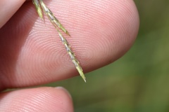 Eragrostis plana