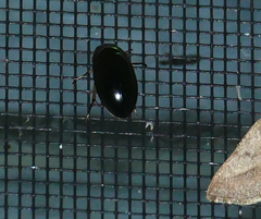 Tropisternus quadristriatus
