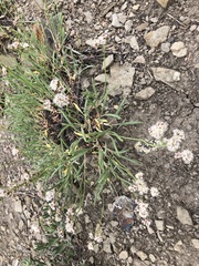 Eriogonum lonchophyllum