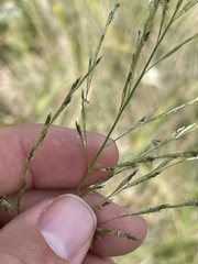 Eragrostis plana