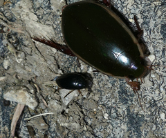 Tropisternus quadristriatus