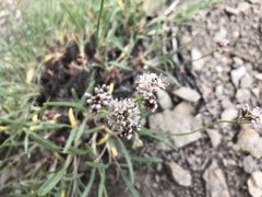 Eriogonum lonchophyllum