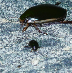 Tropisternus quadristriatus