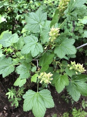 Ribes wolfii