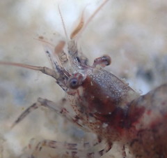 Eualus pusiolus