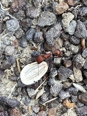 Pogonomyrmex occidentalis