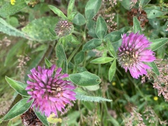 Centaurea nigra