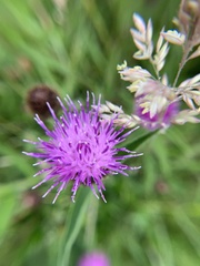 Centaurea nigra