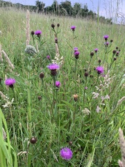 Centaurea nigra