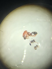 Pheidole littoralis