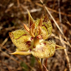 Calochortus tiburonensis