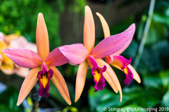Laelia