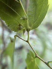 Celticecis ovata