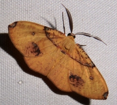 Hypochrosis flavifusata