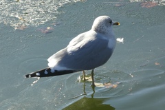 Larus canus