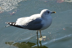 Larus canus