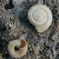 Helicella itala