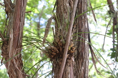 Encyclia nematocaulon