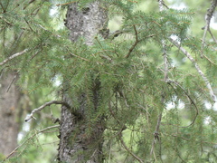Picea glauca × engelmannii