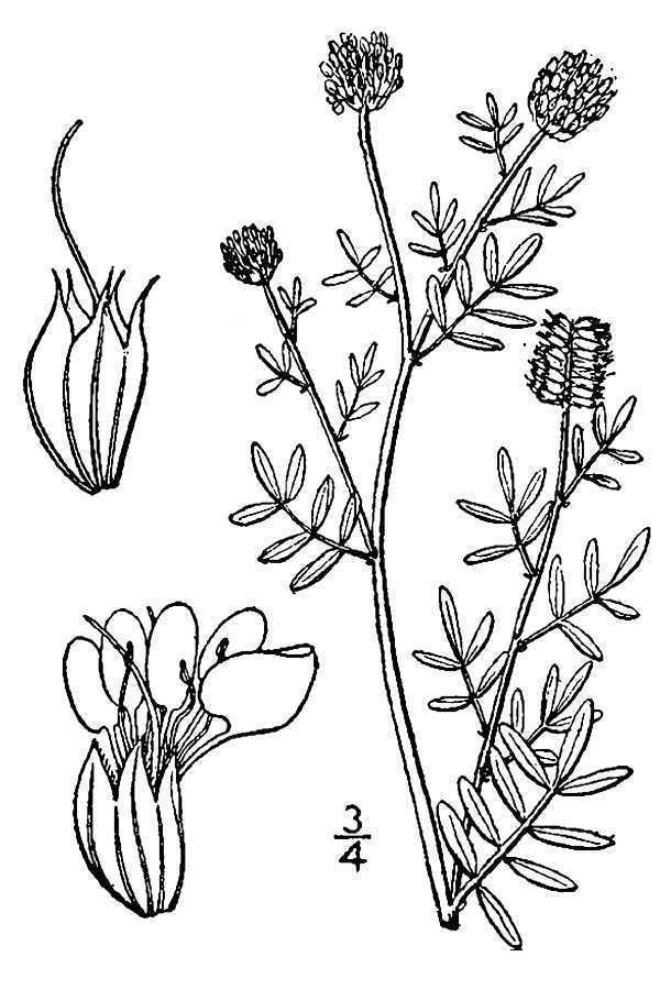 Roundhead Prairie Clover (Wildflowers of Eisenhower State