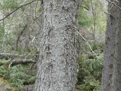 Picea glauca × engelmannii