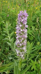 Dactylorhiza incarnata